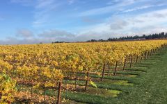 Acrobat Nursery Road Winery Image