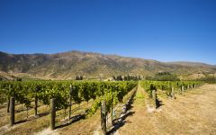 Two Paddocks The first Paddock Winery Image