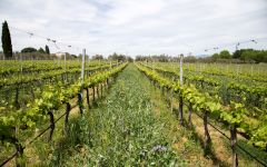 Avignonesi Biodynamic Viticulture Winery Image