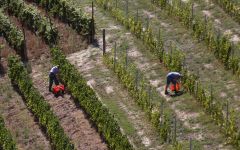 Saracco Arial View of Work in the Vineyards Winery Image