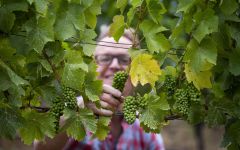 Portlandia Winery Pinot Gris Growing Season Winery Image