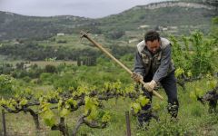 Saint Jean Du Barroux Winery Image