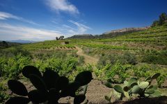 Clos Figueras Clos Figueres Vineyard Winery Image