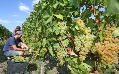 Saracco Harvest at Saracco Winery Image