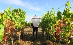 Crocus Cahors Harvest Winery Image