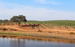 Casa Santos Lima New vineyards in the Alentejo Winery Image