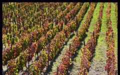 Elena Fucci Harvest Winery Image