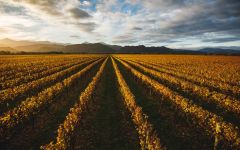 Whitehaven  Winery Image