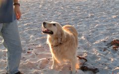 Cave Dog Beze Winery Image