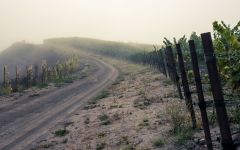 Chanin Foggy Vineyards of Chanin Winery Winery Image