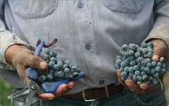 BenMarco Grapes - Hand Harvest BenMarco Winery Image