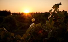 Varvaglione Vigne & Vini sunset at Varvaglione Winery Image