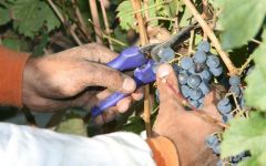 Finca Adalgisa Harvest Winery Image