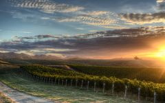 Nautilus Estate Clay Hills Vineyard, Marlborough Winery Image