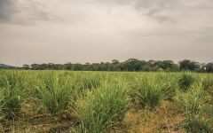 Diplomatico Diplomatico Sugarcane Fields Winery Image