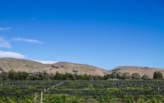 Big Sky Wines Vineyards in Martinborough Winery Image