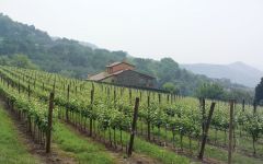 The Seeker Italy Vineyard Winery Image