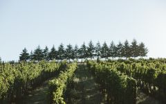 Evening Land Vineyards Seven Springs Vineyard Winery Image
