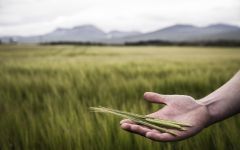 Bruichladdich Barley Winery Image