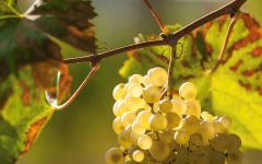 Ca' Furlan Winery Image