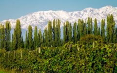 Tilia Mountain & Vine Co-exist, Luján de Cuyo Winery Image