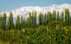 Tilia Mountain & Vine Co-exist, Luján de Cuyo Winery Image