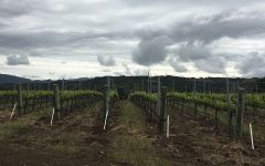 The Paring The Paring, Central Coast, CA Winery Image