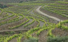 Duorum Winery Image