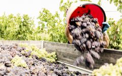 Avalon Avalon grapes being harvested Winery Image