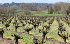 Carlisle Papera Ranch Vineyard in Winter Winery Image