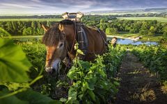 Billecart-Salmon Tending the Vineyards Winery Image