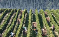 Campagnola Winery Image