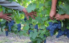 Bodega Chacra Nearing Harvest Time at Chacra Winery Image