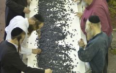 Or Haganuz Winery Sorting at Or Haganuz Winery Image