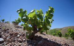 Bodegas Breca Winery Image