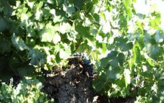 Campo Al Mare Winery Image