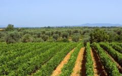 Campo Al Mare Campo al mare view to hills Winery Image