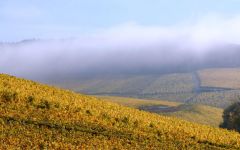 Domaine du Etienne Boileau View of Chablis under Fog Winery Image