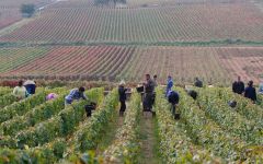 Bouchard Aine & Fils Vineyard work Winery Image