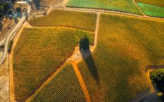 Cirq Cirq Estate Winery Image
