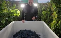 Jax Vineyards Harvest at Jax Vineyards Winery Image