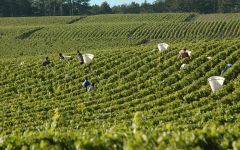 J. Moreau & Fils J Moureau Chablis harvest Winery Image