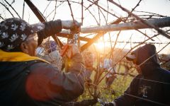 Frog's Leap Pruning at Red Barn Winery Image