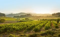 Blanchard Perez Penedès Vineyard Winery Image