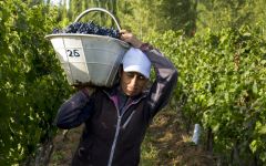 Bodega Aniello Winery Image