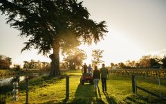 Zephyr The Family Harvesting Olives Together Winery Image