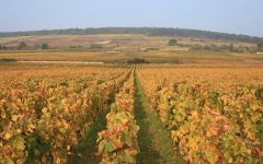 Michel Magnien Winery Image