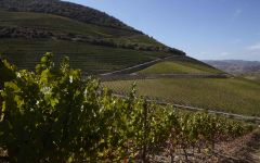 Quinta de la Rosa Winery Image