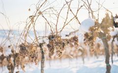 Kracher IceWine on the Vine. Winery Image