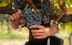 Domaine Bousquet Winery Image